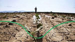 Томат подснежник: описание сорта, фото, отзывы