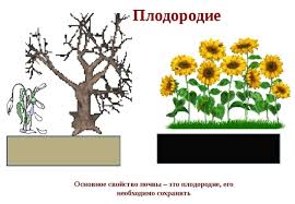 Чудо-мазь из пчелиного воска и желтка: как приготовить, рецепт, применение