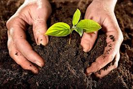 Свекольный отвар: польза, вред, как приготовить, как принимать от камней в желчном пузыре, для чистки печени