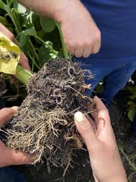 Перец сладкий: сорта и гибриды с описанием и фото