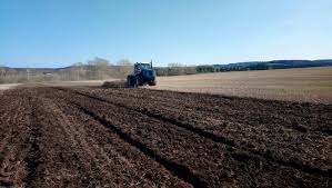 Как размножаются пчелы: партеногенез, как рождаются, как спариваются