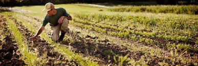 Слива анна шпет: описание сорта, фото, отзывы