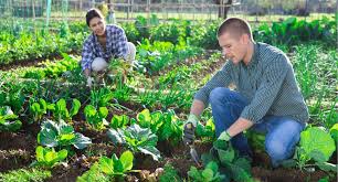 Засолка цветной капусты на зиму 
