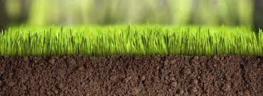 Настойка из дыни в домашних условиях: рецепты на водке, на спирту