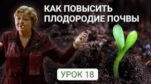 Слива для ленинградской области и северо-запада: лучшие желтые сорта, самоплодные, низкорослые