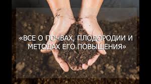 Томат царь-колокол: характеристика и описание сорта