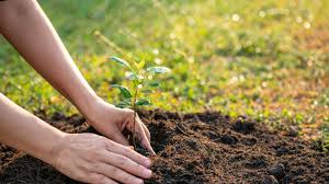 Подкормка огурцов йодом