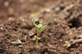 Варенье из лесной клубники на зиму 