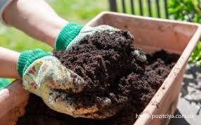 Лук-чернушка: когда сеять на рассаду