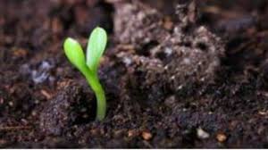 Розы плетистые: сорта постоянного цветения + фото