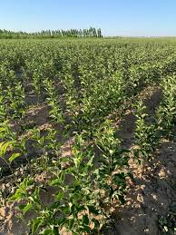 Формирование огурцов в теплице: схема