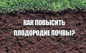 Почему огурцы мягкие в теплице