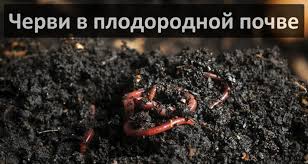 Томат груша: черная, красная, розовая, медовая, оранжевая – описание, отзывы