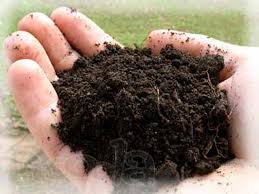 Томат президент 2 f1: описание, фото, отзывы