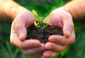 Сельдерей черешковый: уход в открытом грунте, выращивание рассадой, агротехника