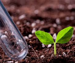 Морозостойкие сорта винограда: описание, фото, отзывы