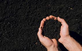 Момордика харанция (momordica charantia): состав, польза и вред, как едят, правила выращивания