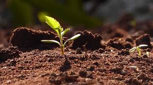 Глубокая подстилка для свиней и поросят: виды, ферментационная, био, особенности содержания