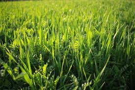 Почему поросята (свиньи) плохо едят и плохо растут: причины, как исправить