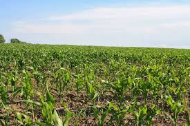 Подготовка теплицы из поликарбоната осенью к зиме: обработка, уход