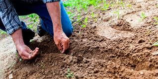 Персики в сиропе на зиму: рецепты консервирования в домашних условиях, без стерилизации, целые, дольками, польза и вред