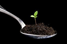 Яблоня голден делишес: описание, фото, отзывы