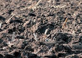 Наливка из клюквы в домашних условиях: традиционная, на спирту, 20 градусов