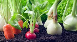 Черемша (лук медвежий, колба): фото, описание, разновидности, как растет, как выглядит, где и когда собирать