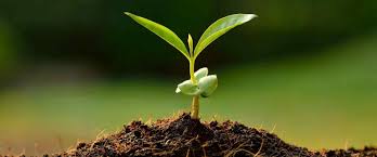 Объединение пчелосемей осенью: как объединить слабые семьи, через газету, перед медосбором