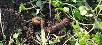 Томат черный принц: описание, фото, отзывы