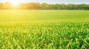 Огурец нежинский: описание, фото, отзывы