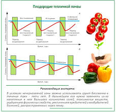 Томат черный мавр: характеристика и описание сорта