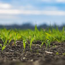 Томат никола: характеристика и описание сорта