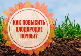 Томат таймыр: характеристика и описание сорта